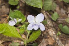 Walter's Violet, Viola walteri