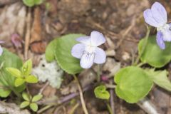 Walter's Violet, Viola walteri