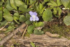 Walter's Violet, Viola walteri