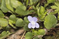Walter's Violet, Viola walteri