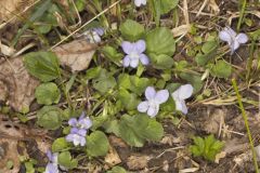 Walter's Violet, Viola walteri