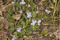 Walter's Violet, Viola walteri