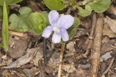 Walter's Violet, Viola walteri