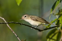 Warbling Vireo, Vireo gilvus