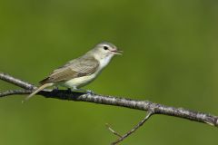 Warbling Vireo, Vireo gilvus Warbling Vireo, Vireo gilvus