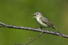 Warbling Vireo, Vireo gilvus Warbling Vireo, Vireo gilvus