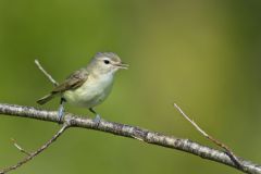Warbling Vireo, Vireo gilvus Warbling Vireo, Vireo gilvus
