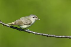 Warbling Vireo, Vireo gilvus Warbling Vireo, Vireo gilvus