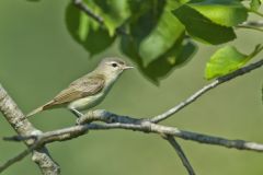 Warbling Vireo, Vireo gilvus Warbling Vireo, Vireo gilvus