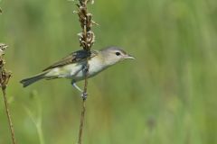 Warbling Vireo, Vireo gilvus Warbling Vireo, Vireo gilvus