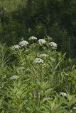 Water Hemlock, Cicuta maculata
