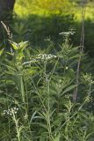 Water Hemlock, Cicuta maculata