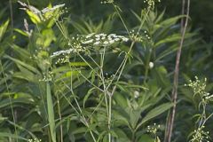 Water Hemlock