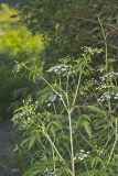 Water Hemlock, Cicuta maculata