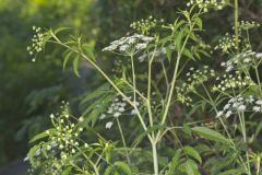 Water Hemlock, Cicuta maculata