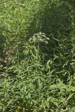 Water Parsnip, Sium suave