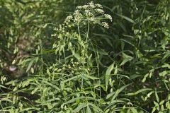 Water Parsnip