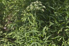 Water Parsnip, Sium suave