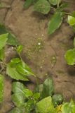Water Pimpernel, Samolus valerandi L. ssp. parviflorus
