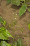 Water Pimpernel, Samolus valerandi L. ssp. parviflorus