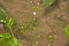 Water Pimpernel, Samolus valerandi L. ssp. parviflorus