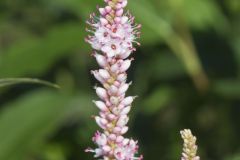 Water Smartweed, Persicaria amphibia