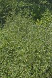 Water Speedwell, Veronica anagallis-aquatica