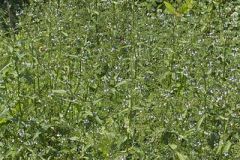 Water Speedwell