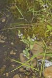 Water Speedwell, Veronica anagallis-aquatica