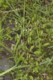 Water Speedwell, Veronica anagallis-aquatica