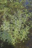 Water Speedwell, Veronica anagallis-aquatica
