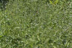 Water Speedwell, Veronica anagallis-aquatica
