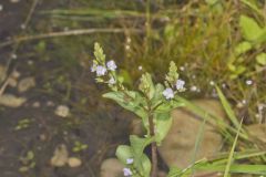 Water Speedwell, Veronica anagallis-aquatica