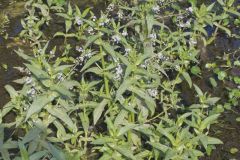 Water Speedwell, Veronica anagallis-aquatica