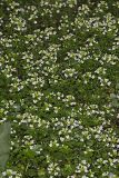 Watercress, Nasturtium officinale