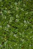 Watercress, Nasturtium officinale