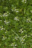 Watercress, Nasturtium officinale