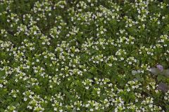 Watercress, Nasturtium officinale