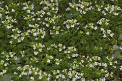 Watercress, Nasturtium officinale