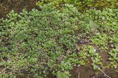 Watercress, Nasturtium officinale