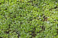 Watercress, Nasturtium officinale