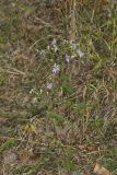 Wavyleaf Aster, Symphyotrichum undulatum
