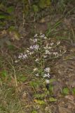 Wavyleaf Aster, Symphyotrichum undulatum