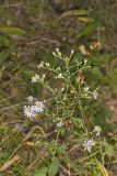 Wavyleaf Aster, Symphyotrichum undulatum