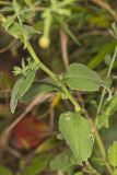 Wavyleaf Aster, Symphyotrichum undulatum