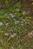 Wavyleaf Aster, Symphyotrichum undulatum