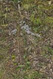 Wavyleaf Aster, Symphyotrichum undulatum