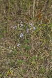 Wavyleaf Aster, Symphyotrichum undulatum