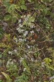 Wavyleaf Aster, Symphyotrichum undulatum