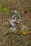 Wavyleaf Aster, Symphyotrichum undulatum